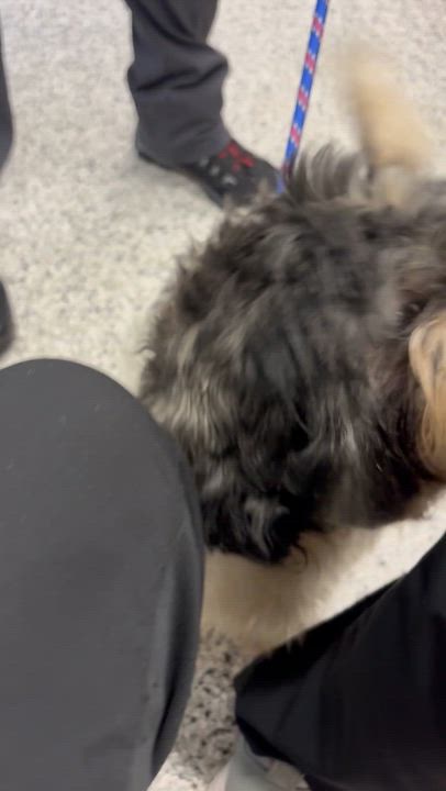 Enlarge G-Man Nearly Perfect, a Adoptable mixed breed in Franklin, TN video 5/5