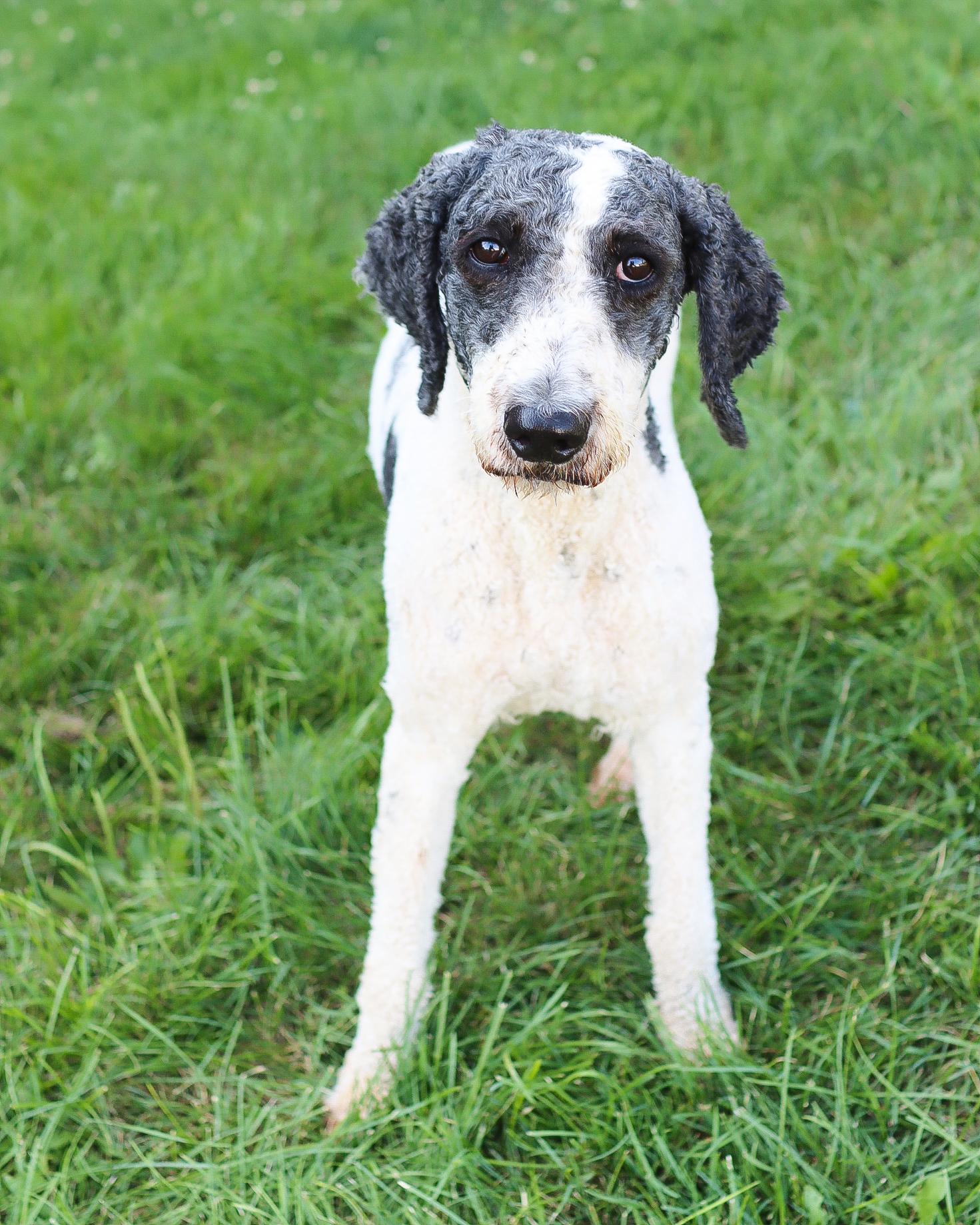 Meadow, a Adoptable mixed breed in Lancaster, OH image 1/2