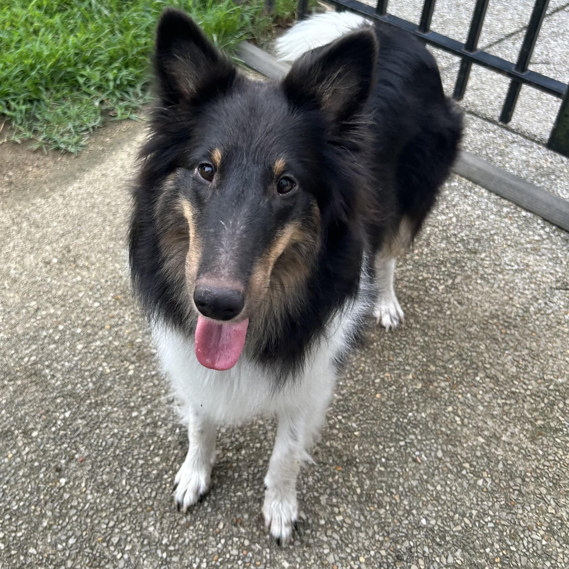 Jasmine, Adoptable, Young Female Shetland Sheepdog / Sheltie.