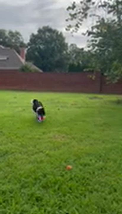 Enlarge Jasmine, a Adoptable Shetland Sheepdog / Sheltie in Charlotte, NC video 2/2