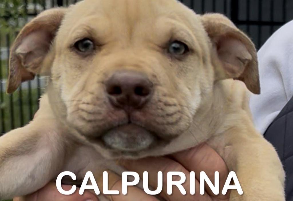 Calpurina, adopted, Puppy Female Pit Bull Terrier.