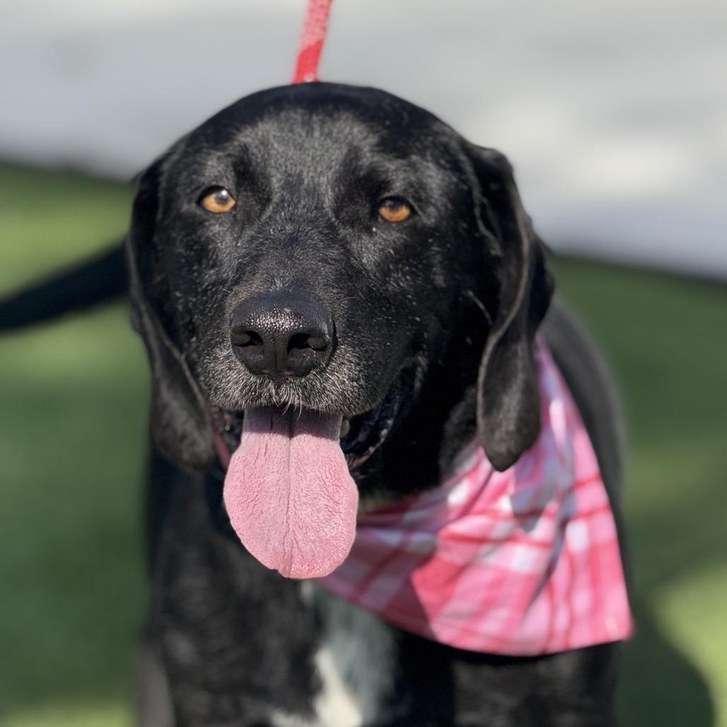 Enlarge Delta, a Adoptable mixed breed in San Antonio, TX image 5/6