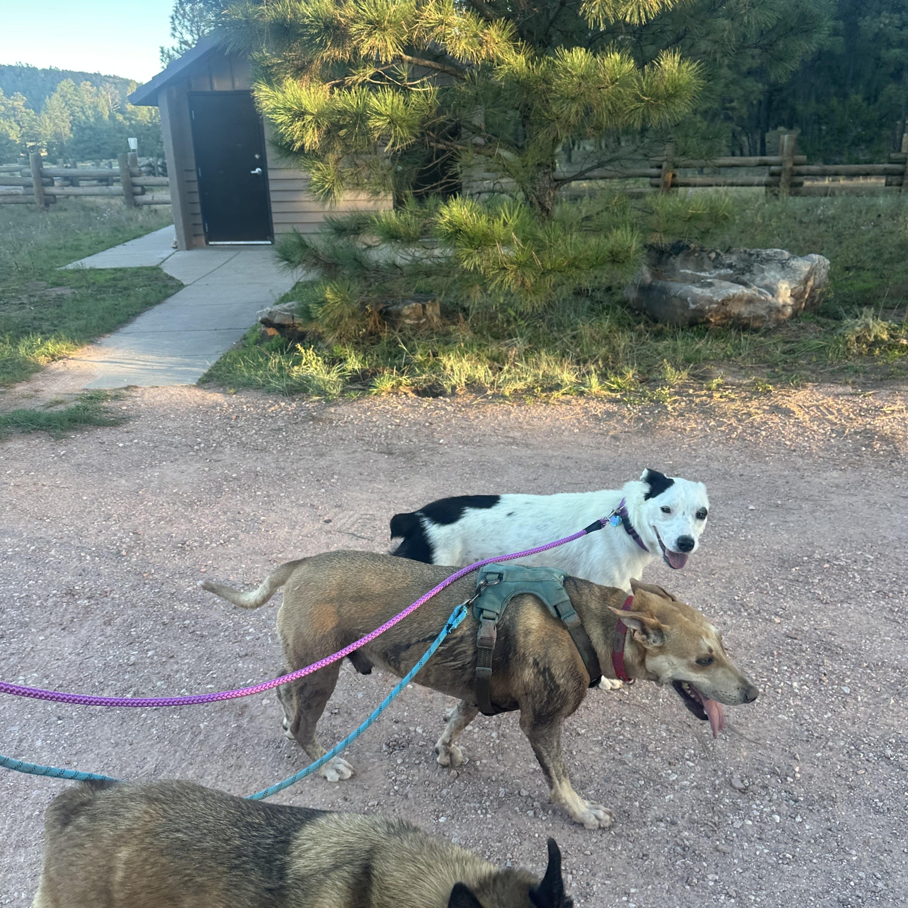 Enlarge Willa, a Adoptable mixed breed in Albuquerque, NM image 5/5