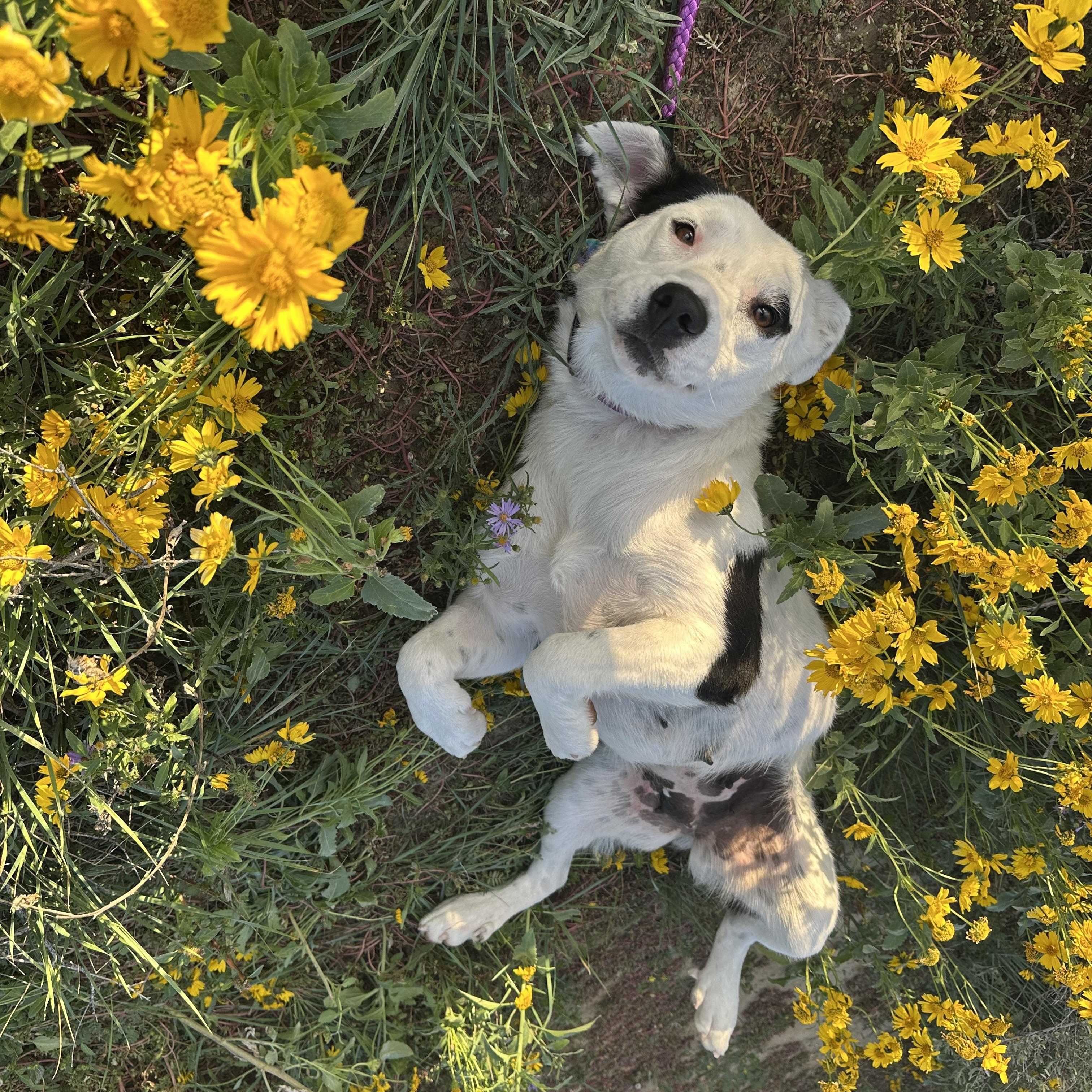 Enlarge Willa, a Adoptable mixed breed in Albuquerque, NM image 2/5