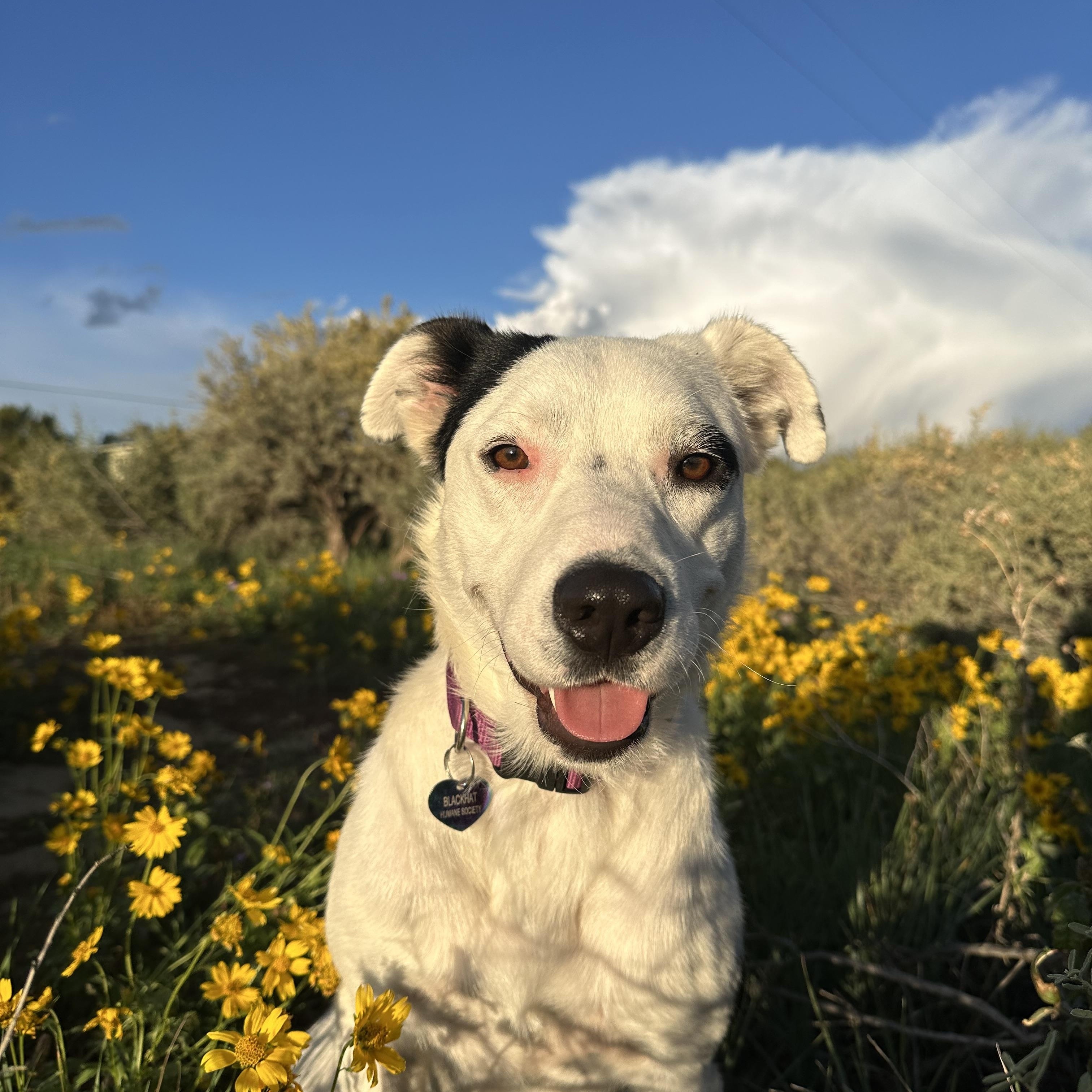 Enlarge Willa, a Adoptable mixed breed in Albuquerque, NM image 1/5