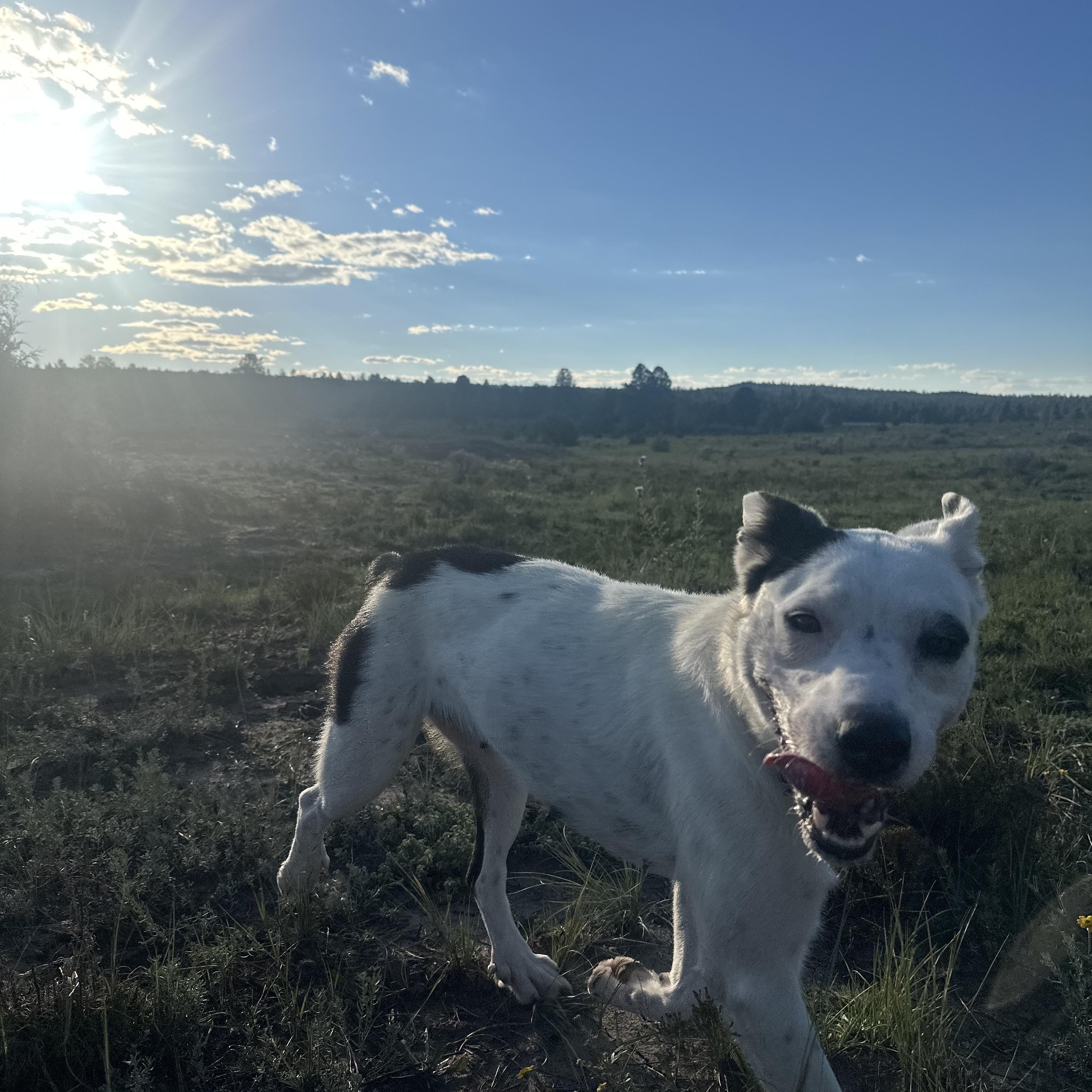 Enlarge Willa, a Adoptable mixed breed in Albuquerque, NM image 3/5