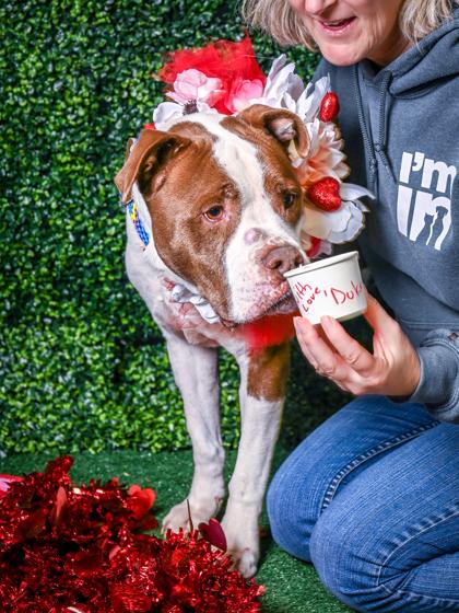 Duke — thumbnail 2