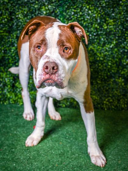 Duke — thumbnail 3