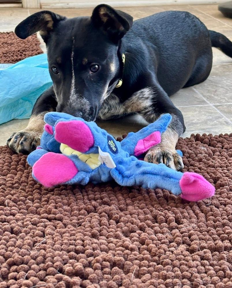Enlarge Molly - Holly’s litter of 8, a Adoptable mixed breed in Lancaster, PA image 1/6