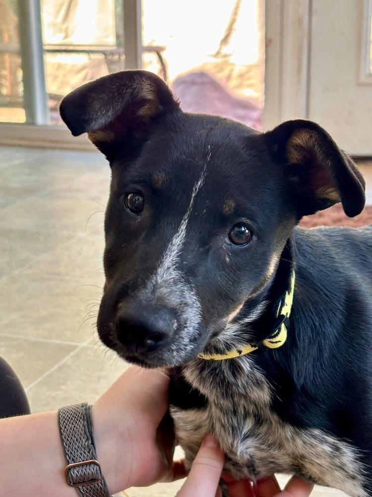 Enlarge Molly - Holly’s litter of 8, a Adoptable mixed breed in Lancaster, PA image 5/6