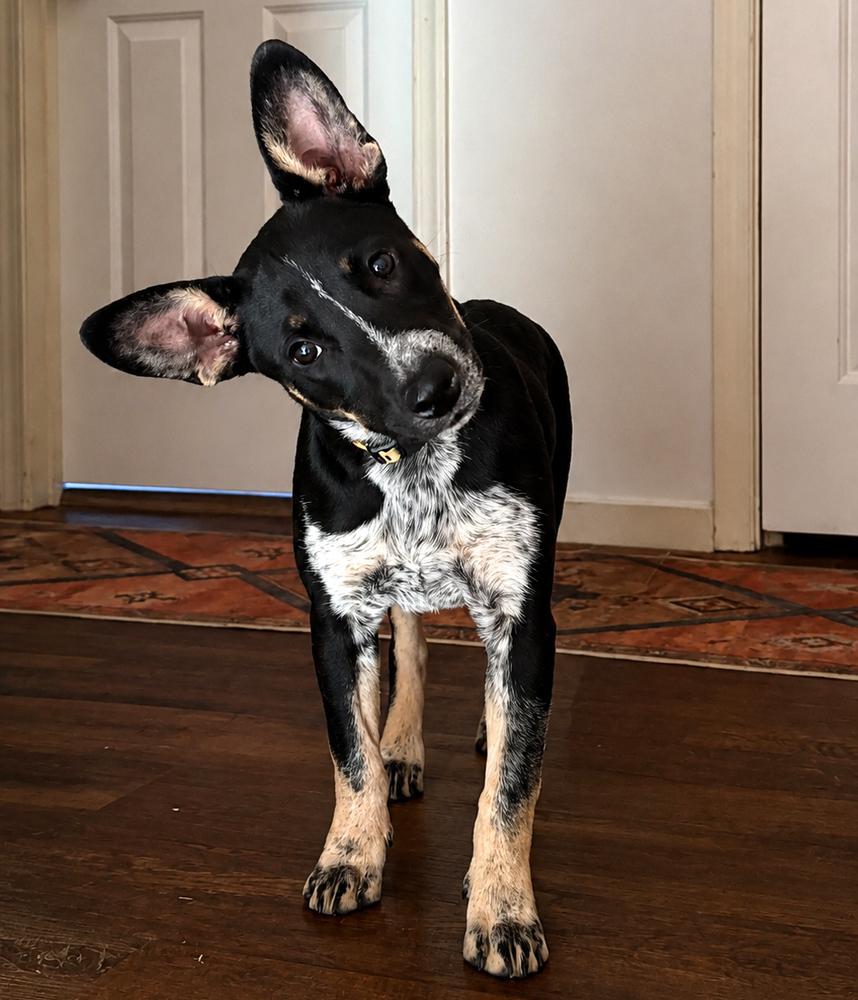 Enlarge Molly - Holly’s litter of 8, a Adoptable mixed breed in Lancaster, PA image 6/6