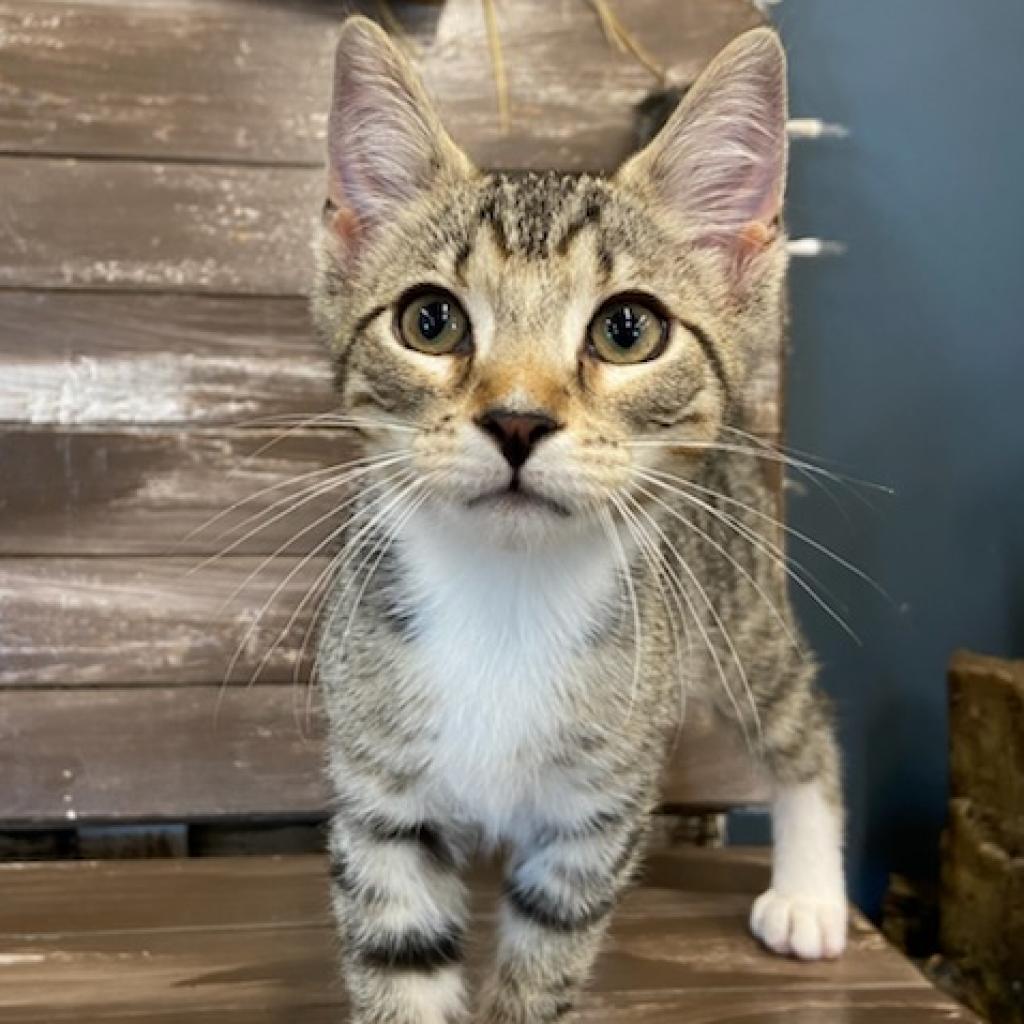 Enlarge Kingston, a Adoptable Domestic Short Hair in Union City, PA image 1/4