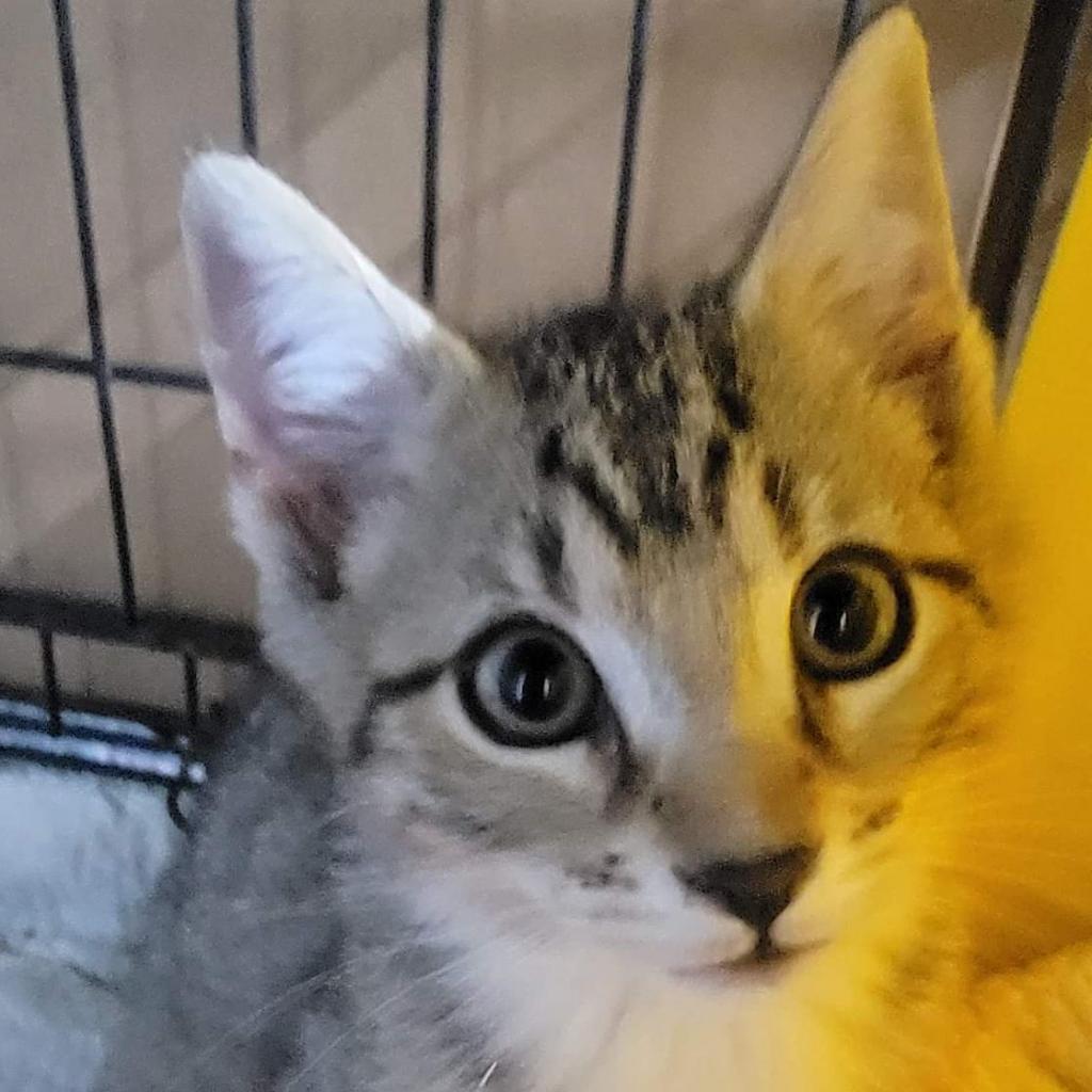 Enlarge Kingston, a Adoptable Domestic Short Hair in Union City, PA image 2/4