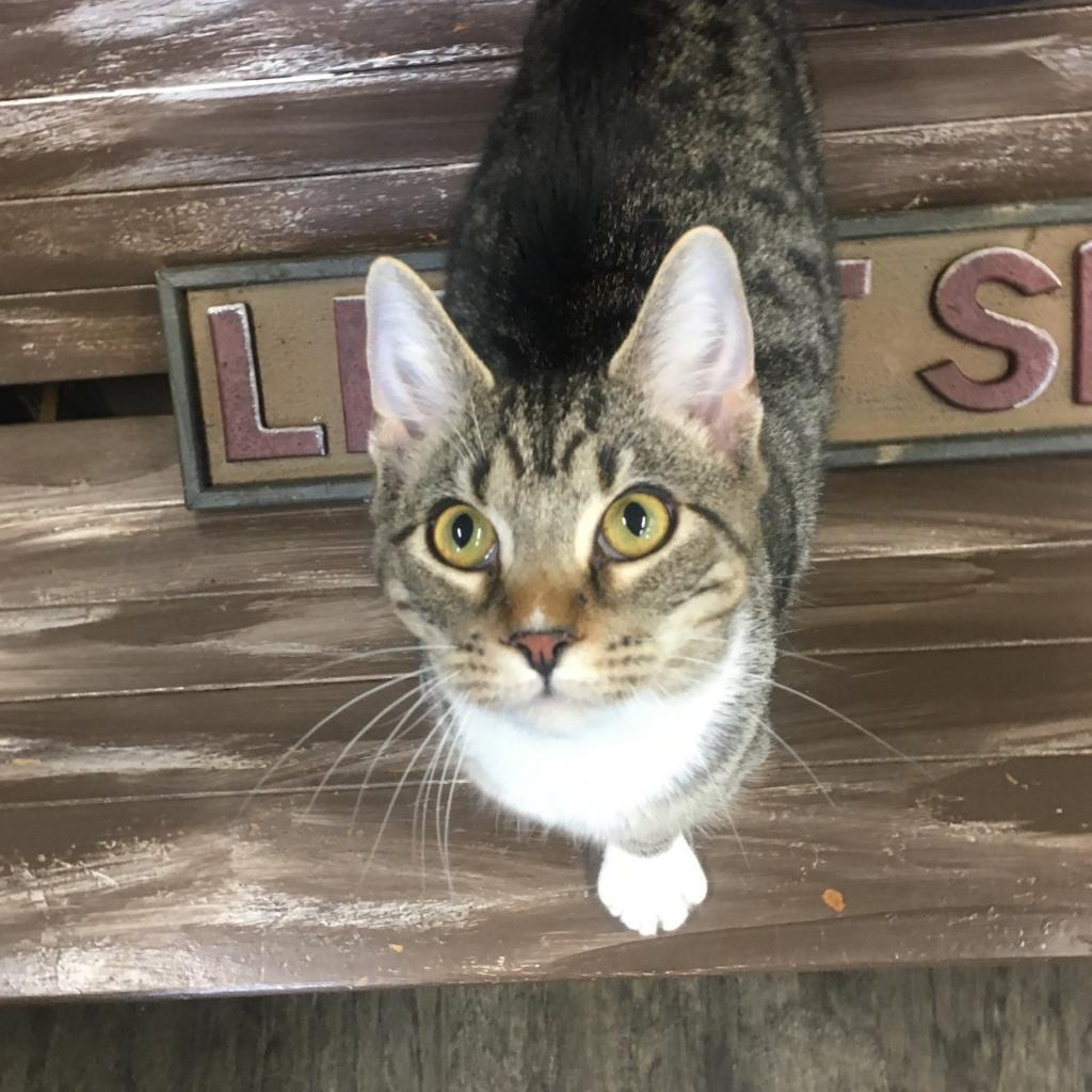 Enlarge Kingston, a Adoptable Domestic Short Hair in Union City, PA image 3/4