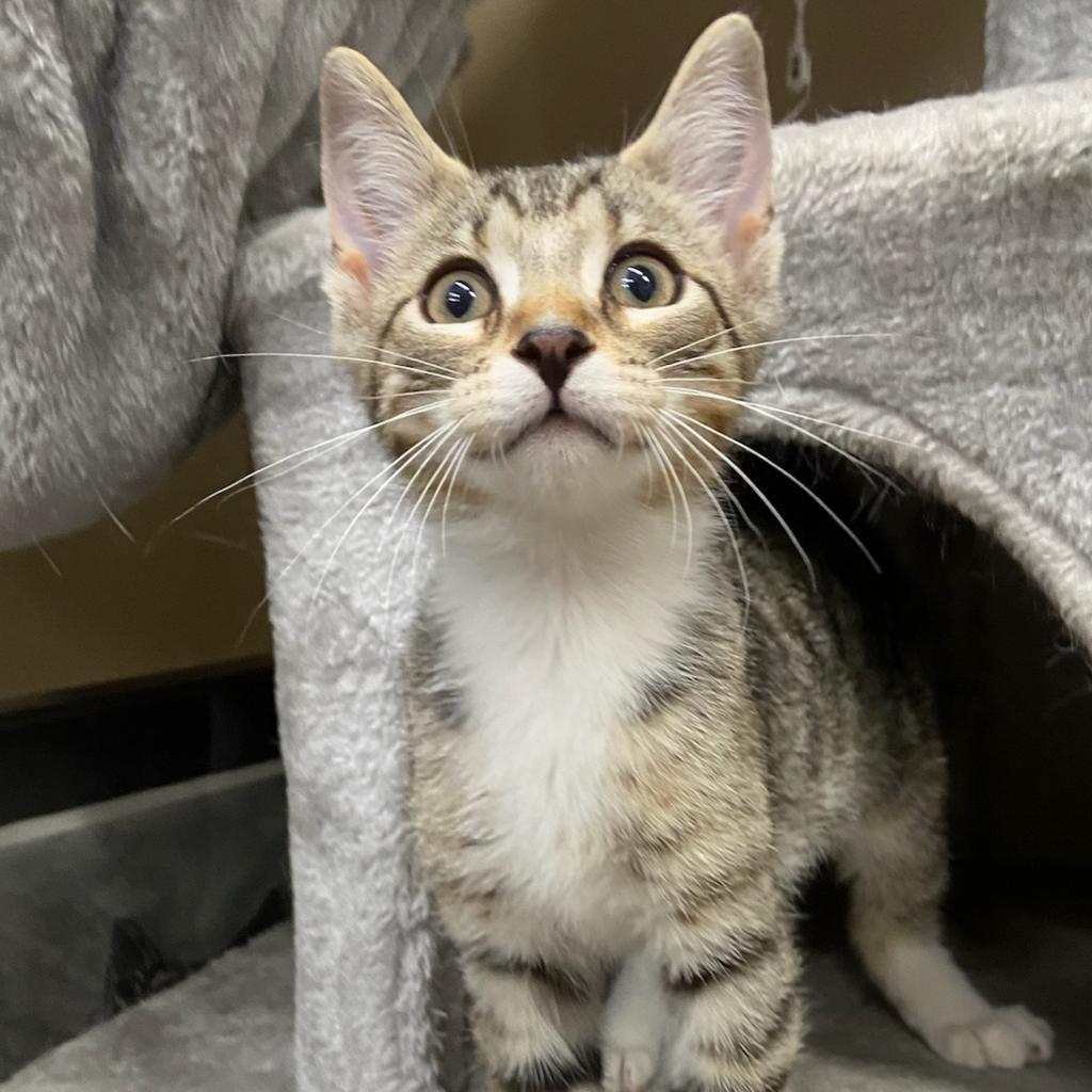 Enlarge Kingston, a Adoptable Domestic Short Hair in Union City, PA image 4/4