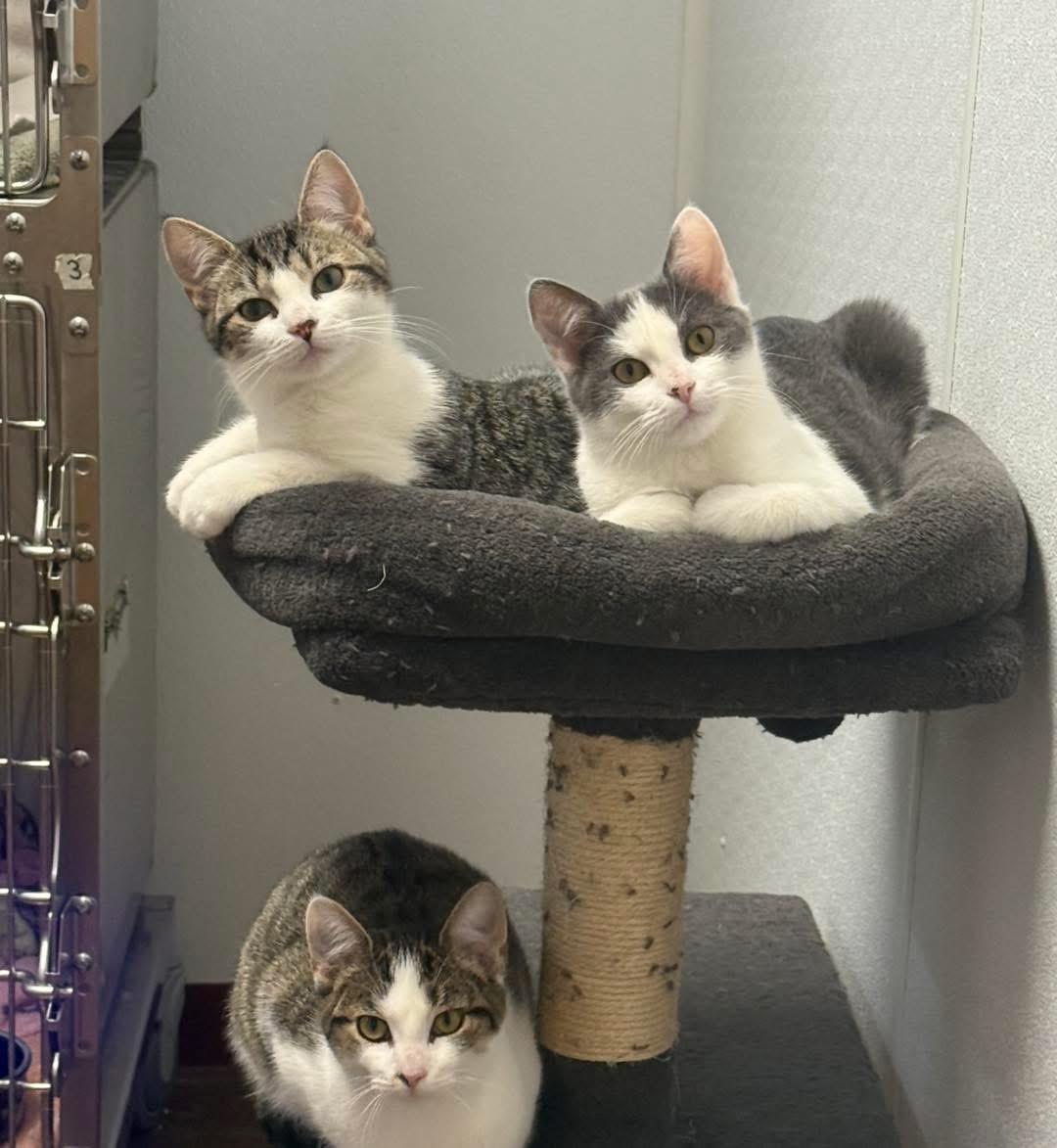 Enlarge Kittens, a Adoptable Domestic Short Hair in Howes Cave, NY image 1/2