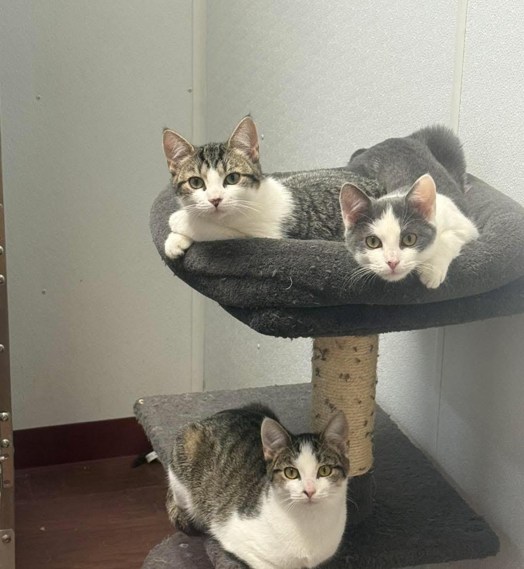 Enlarge Kittens, a Adoptable Domestic Short Hair in Howes Cave, NY image 2/2