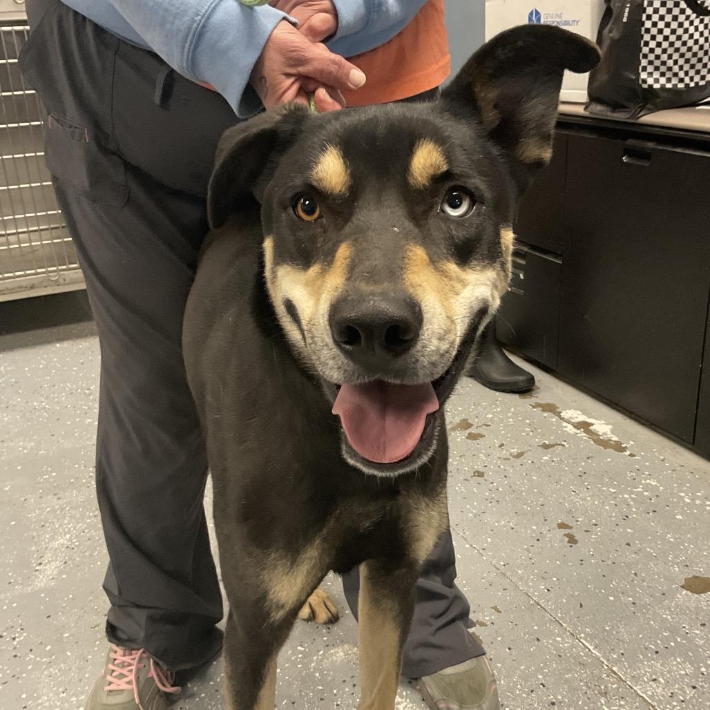 Enlarge Moose, a Adoptable mixed breed in St Joseph, MO image 1/4