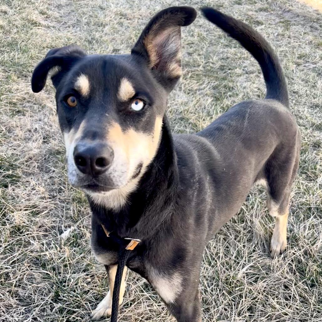 Enlarge Moose, a Adoptable mixed breed in St Joseph, MO image 3/4