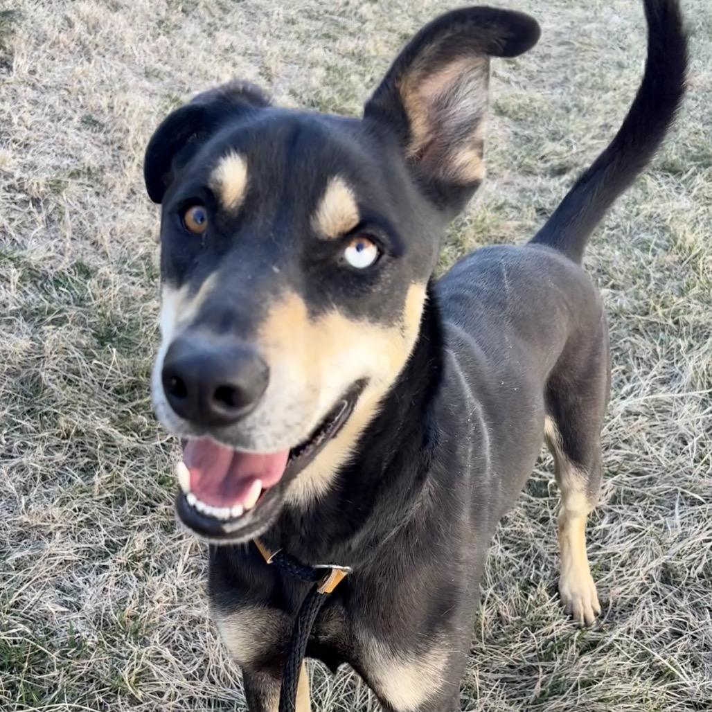 Enlarge Moose, a Adoptable mixed breed in St Joseph, MO image 4/4