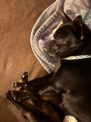 Enlarge Batrick Swayze, an adopted Chihuahua in Fort Wayne, IN image 4/4