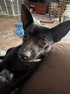 Enlarge Batrick Swayze, an adopted Chihuahua in Fort Wayne, IN image 2/4