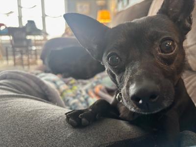 Enlarge Batrick Swayze, an adopted Chihuahua in Fort Wayne, IN image 1/4