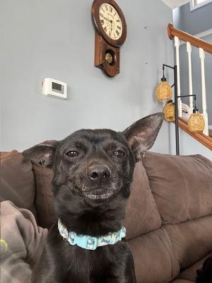 Enlarge Batrick Swayze, an adopted Chihuahua in Fort Wayne, IN image 3/4