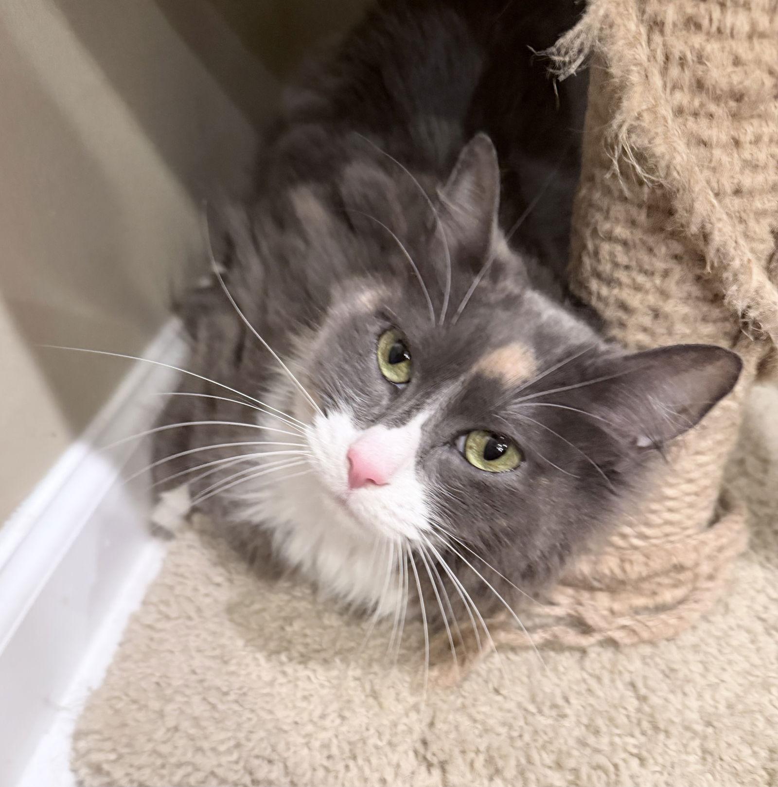 Enlarge Ofaibea, a Adopted mixed breed in Buford, GA image 2/3