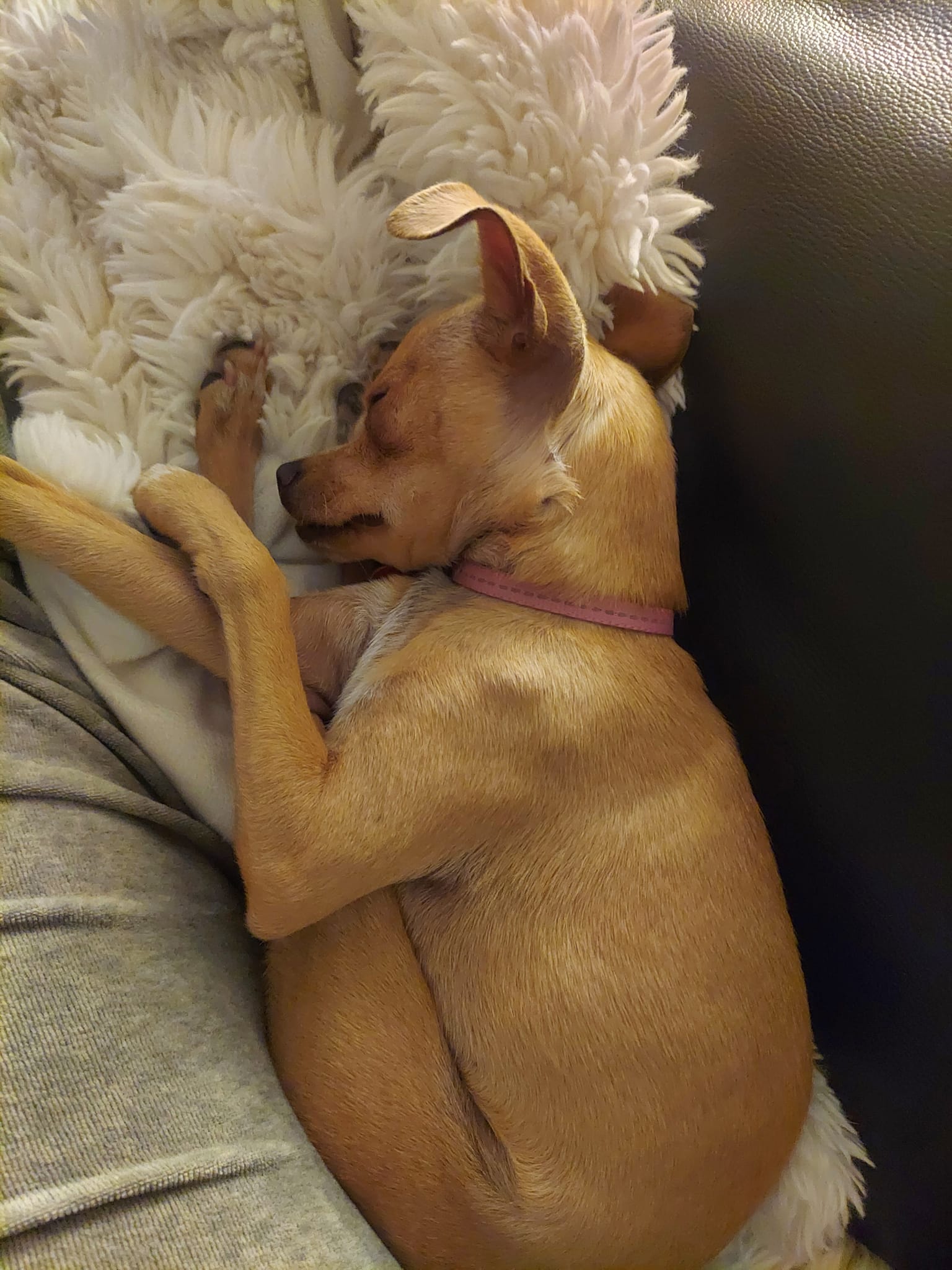 Dream, a Adoptable Chihuahua in Covington, WA image 2/6