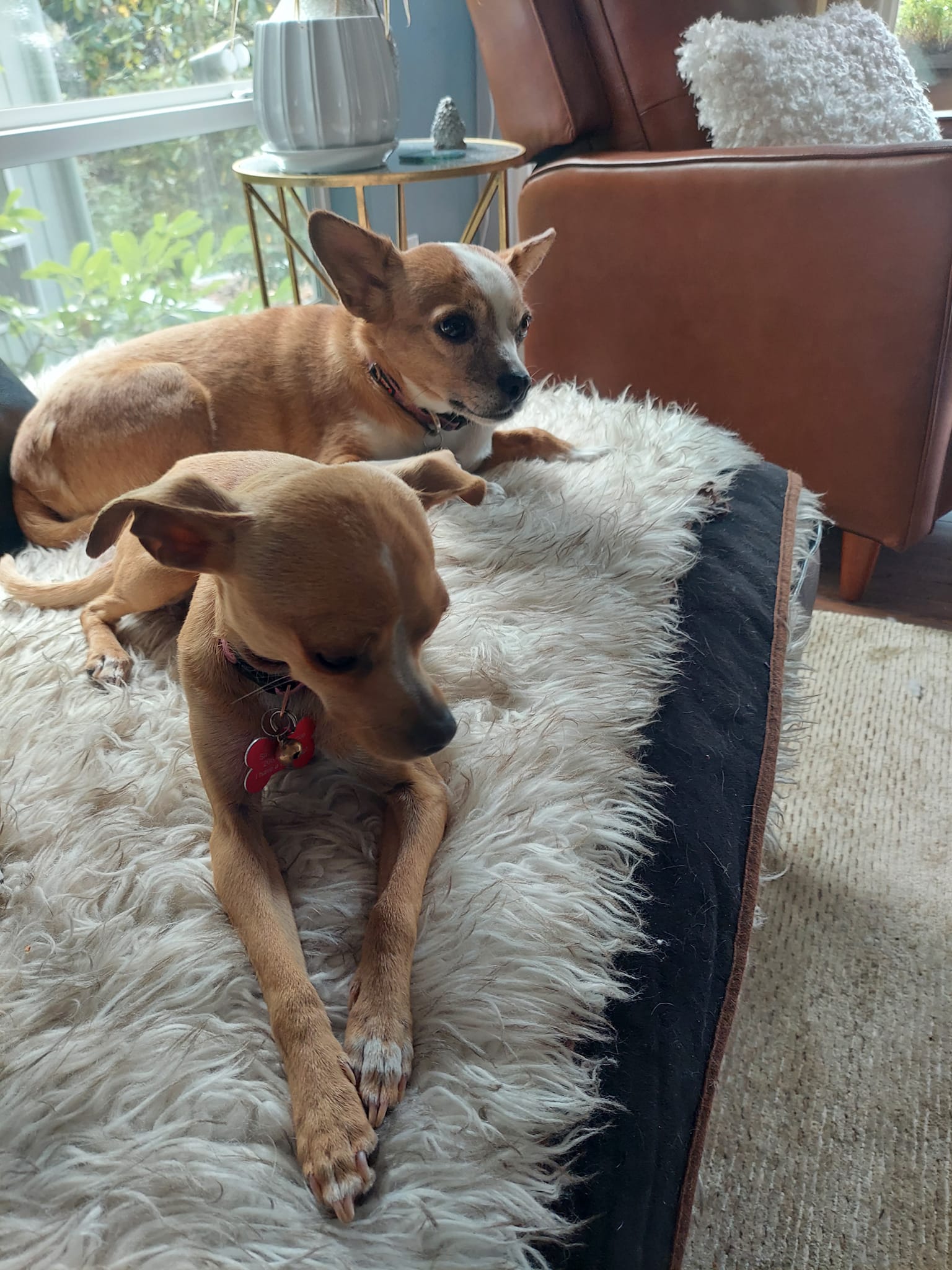 Dream, a Adoptable Chihuahua in Covington, WA image 6/6