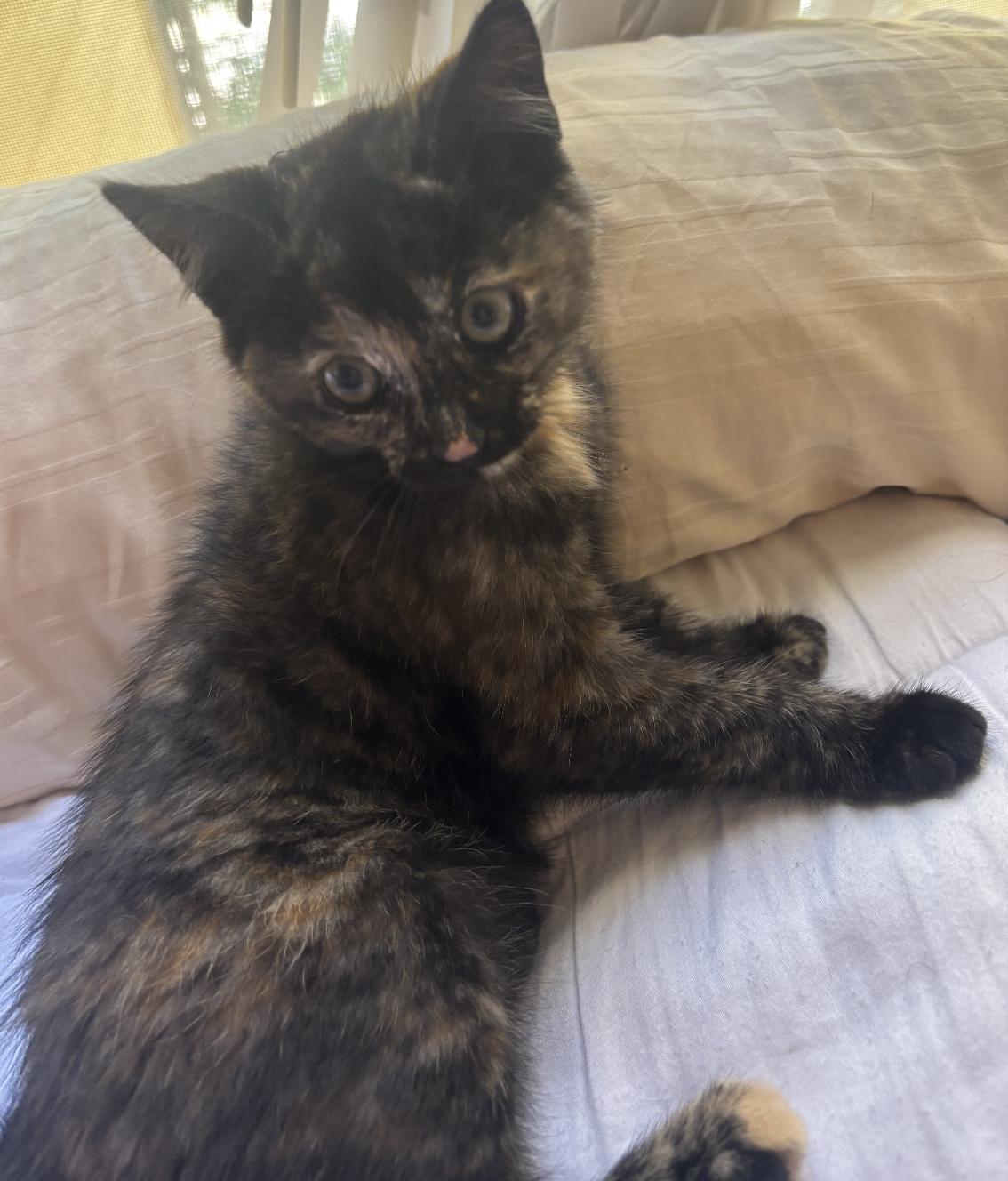 Peaches, an adopted Domestic Short Hair in Davis, CA image 4/5