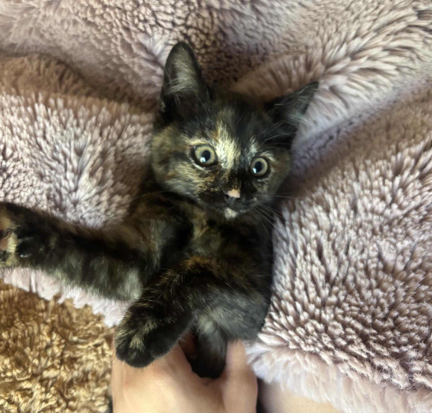 Peaches, an adopted Domestic Short Hair in Davis, CA image 2/5