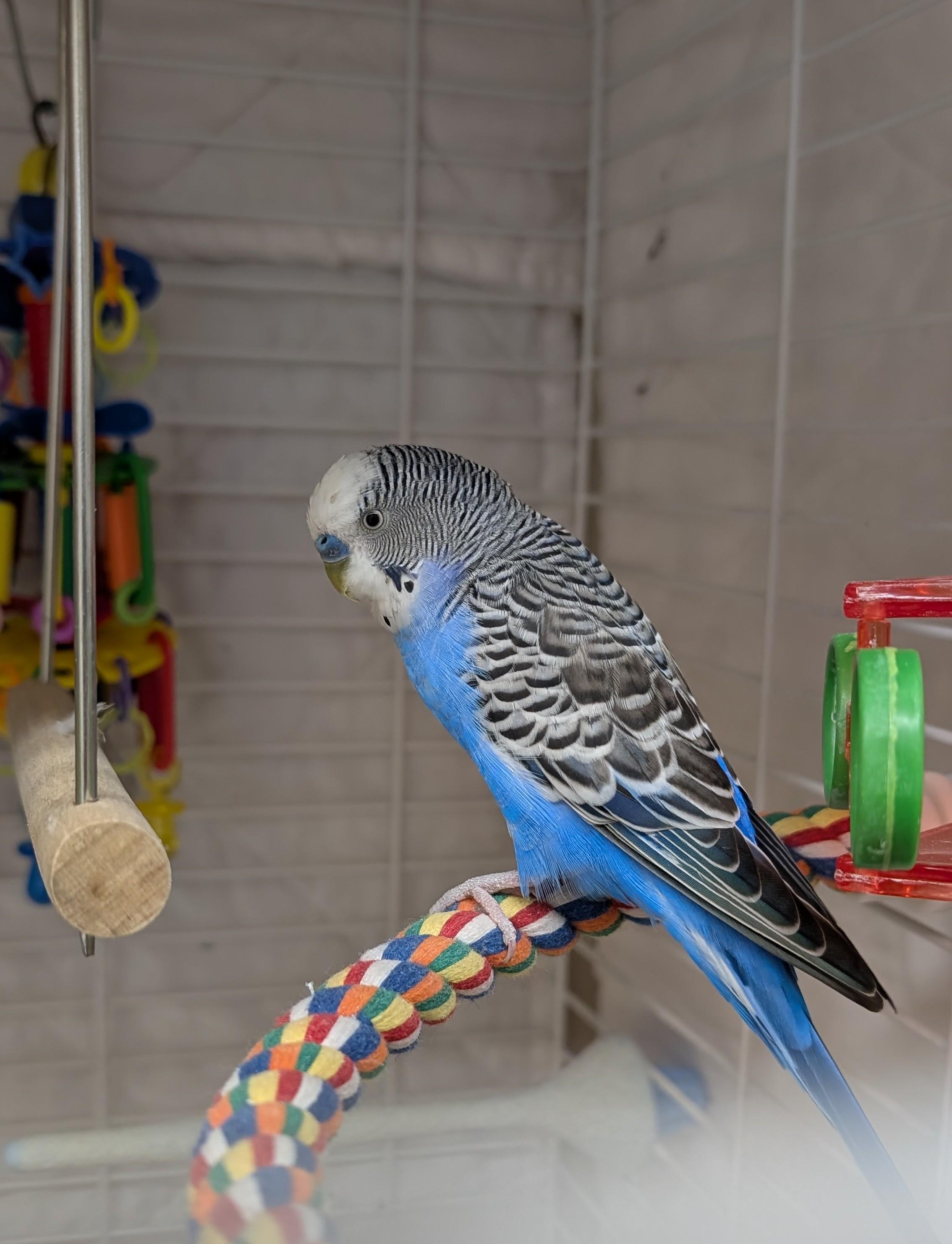 Enlarge Ziggy, a ADOPTABLE Parakeet (Other) in Coquitlam, BC image 1/1