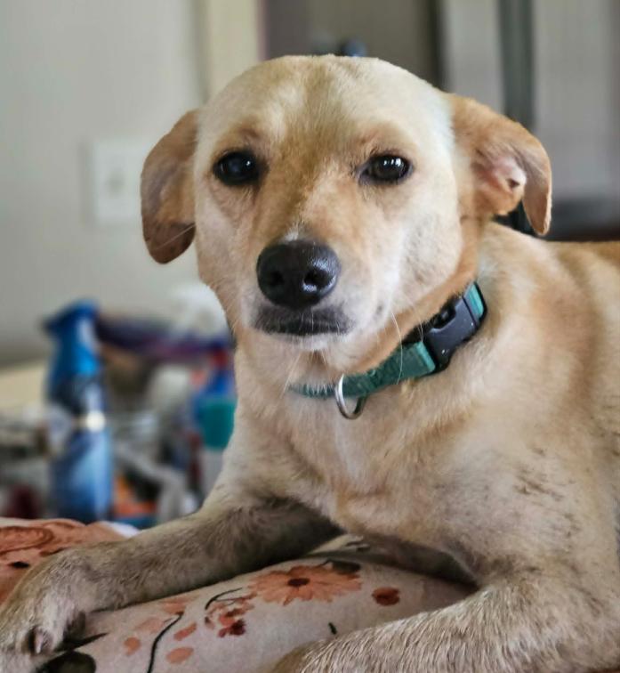 Miracle Chi3 *LOCAL*, Adoptable, Young Female Chihuahua & Labrador Retriever.