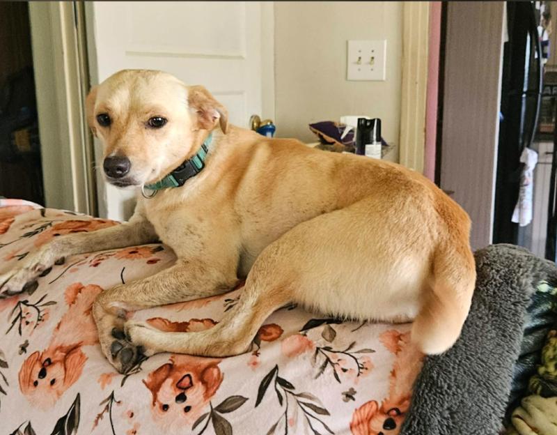 Enlarge Miracle Chi3 *LOCAL*, a Adoptable mixed breed in Wakefield, RI image 3/3
