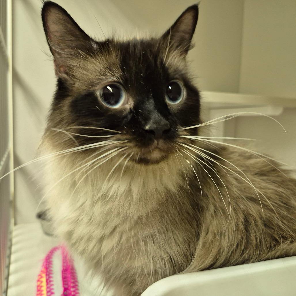 Enlarge Chloe, a Adoptable mixed breed in Drumheller, AB image 1/1