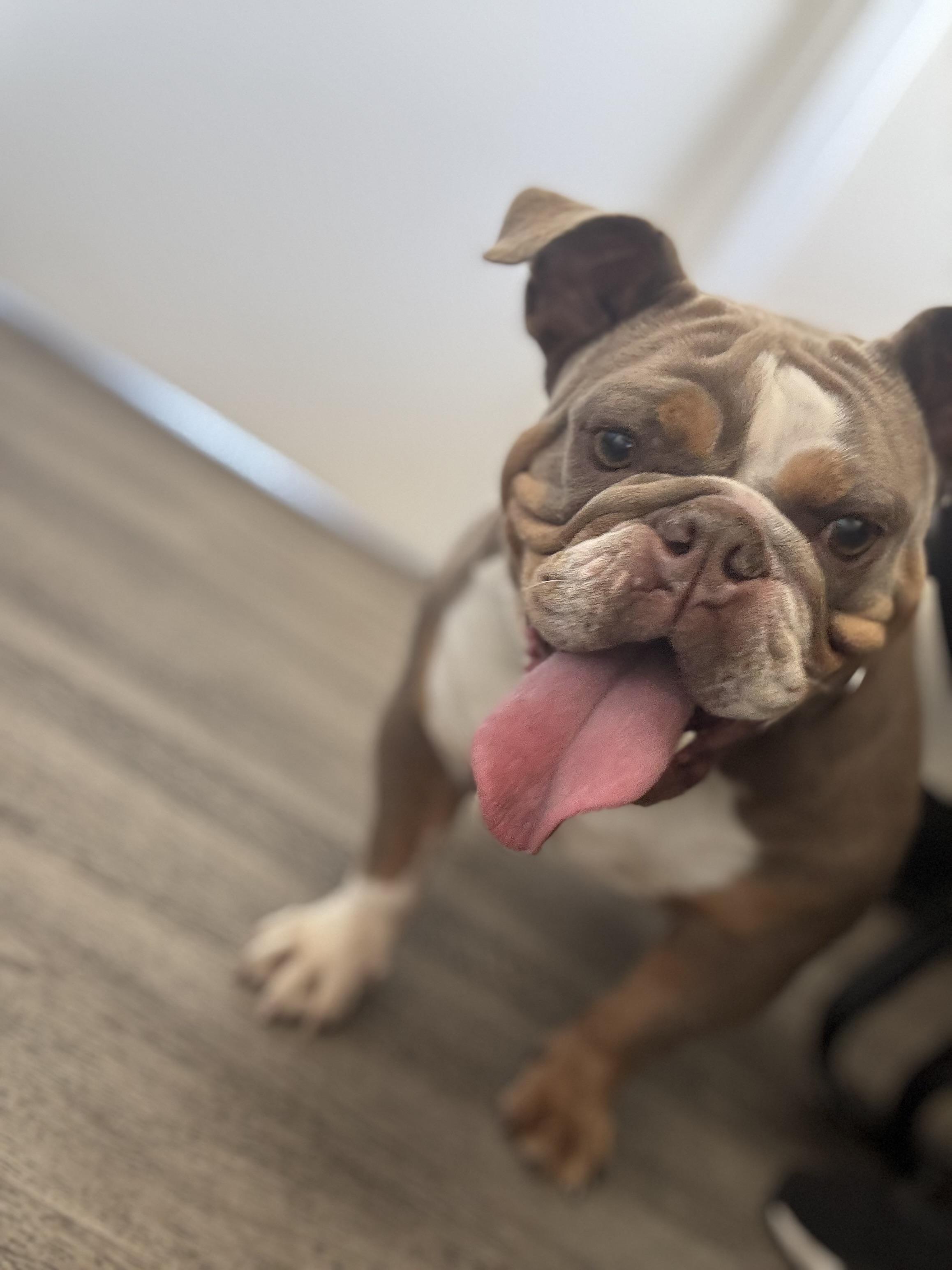 Enlarge Tina, a ADOPTABLE English Bulldog in Hayward, CA image 1/4