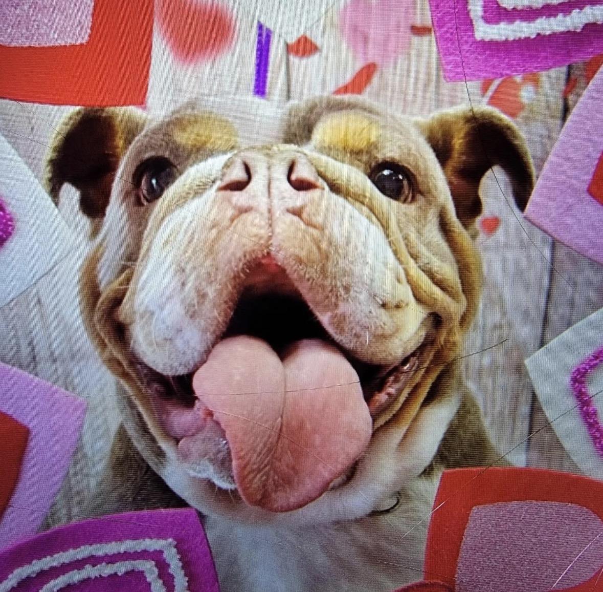 Enlarge Tina, a ADOPTABLE English Bulldog in Hayward, CA image 2/4
