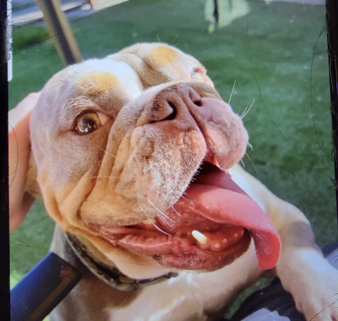 Enlarge Tina, a ADOPTABLE English Bulldog in Hayward, CA image 3/4