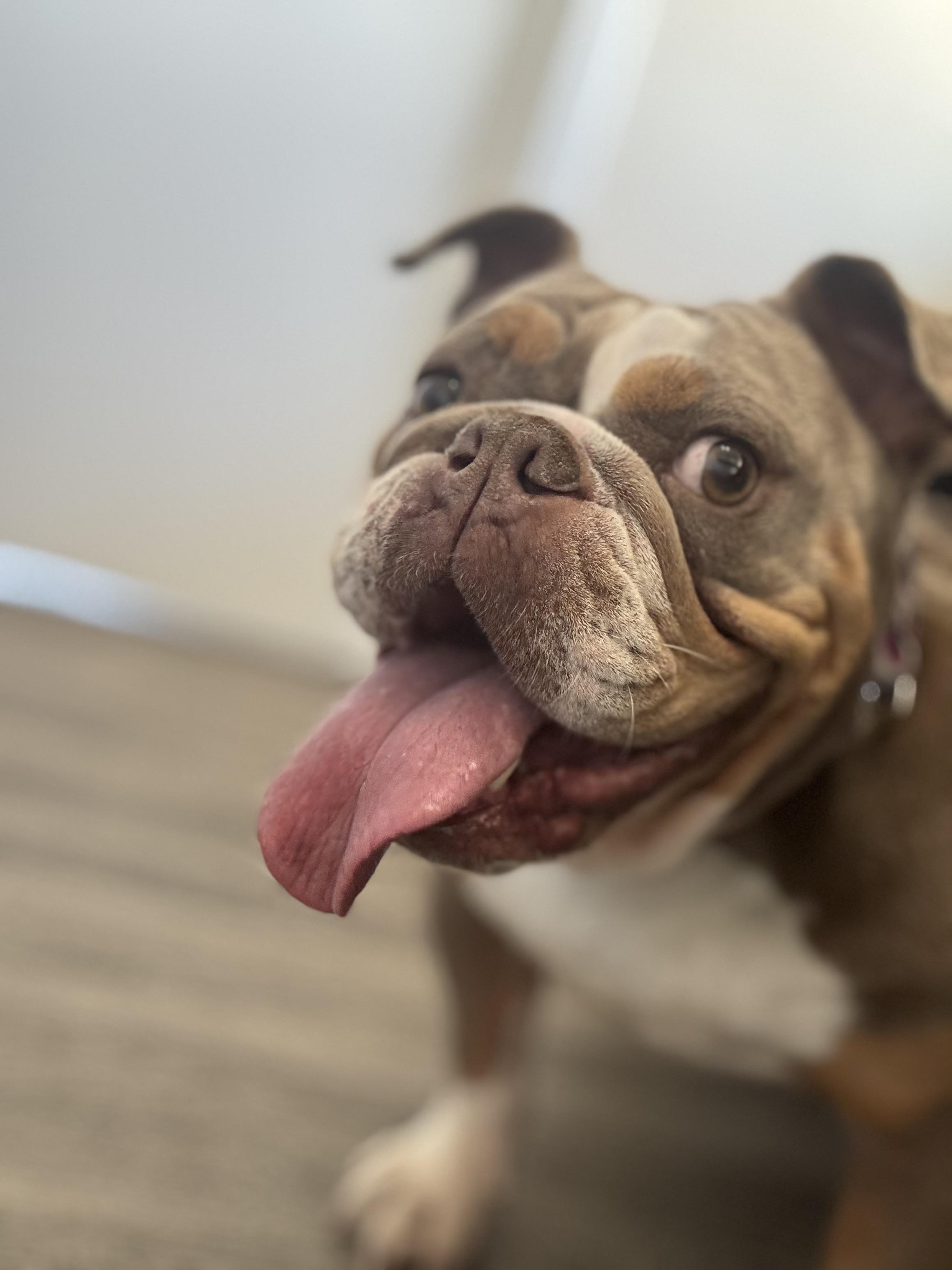 Enlarge Tina, a ADOPTABLE English Bulldog in Hayward, CA image 4/4