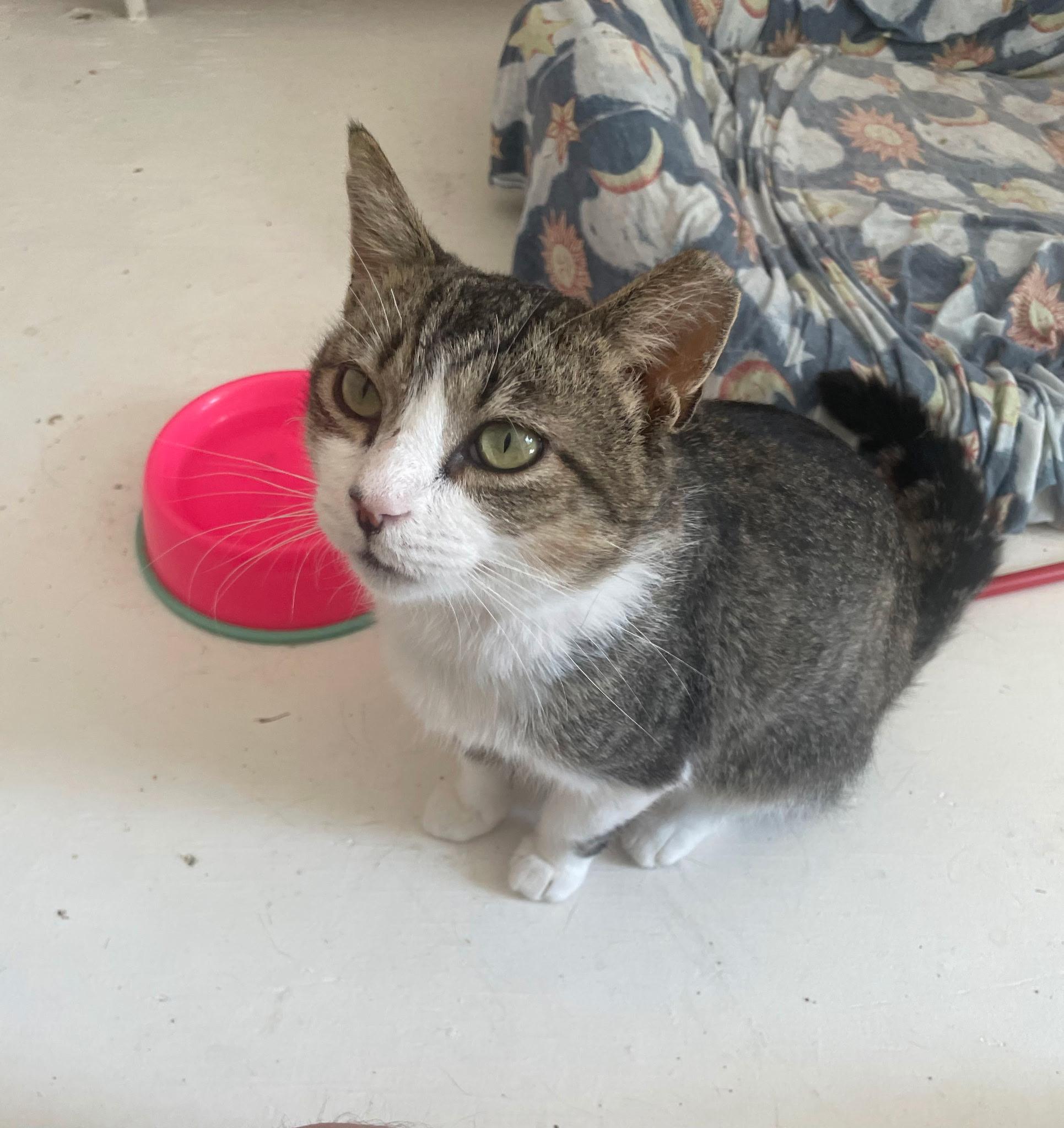 Robby, ADOPTABLE, Adult Male Tabby.