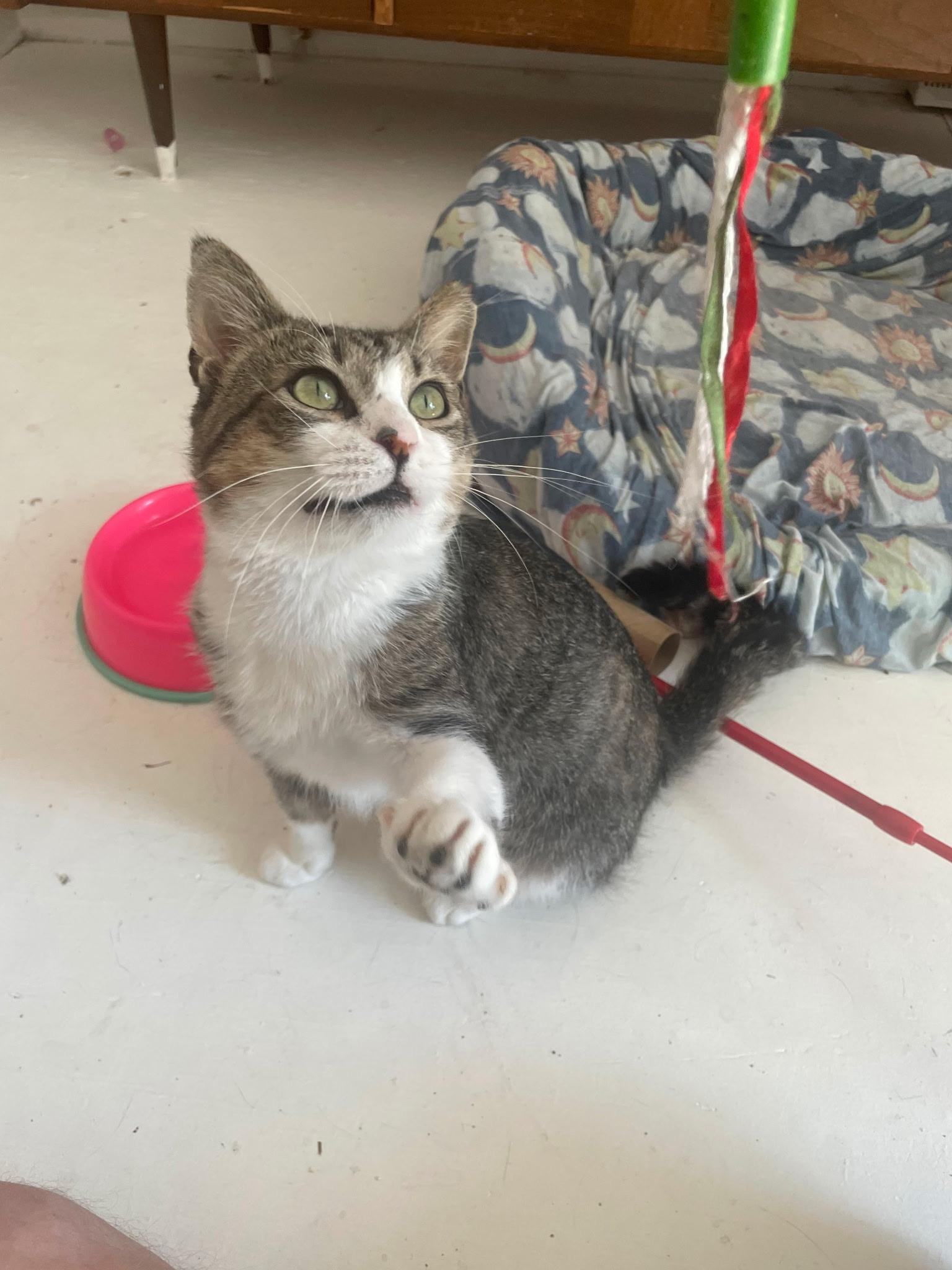 Robby, a ADOPTABLE Tabby in Independence, OH image 4/4