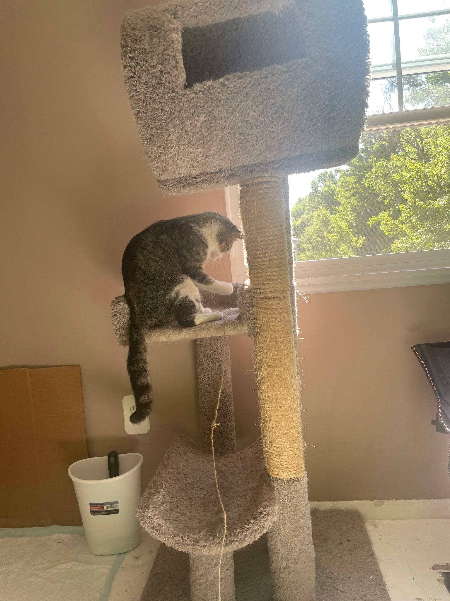 Robby, a ADOPTABLE Tabby in Independence, OH image 3/4