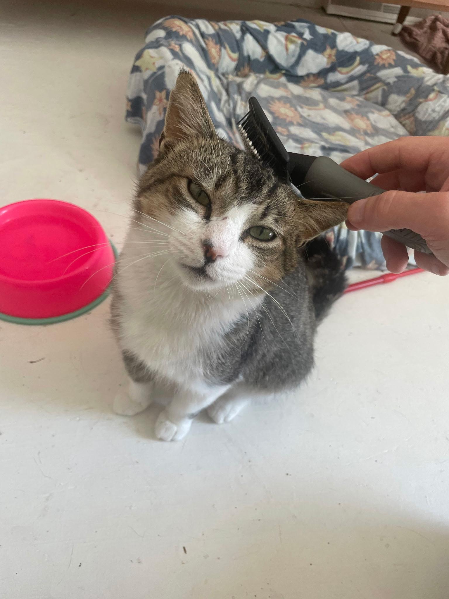 Robby, a ADOPTABLE Tabby in Independence, OH image 2/4