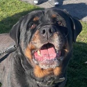 Bear, a Adoptable Rottweiler in Redmond, WA image 2/6