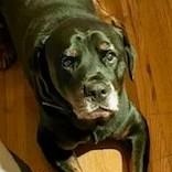 Bear, Adoptable, Senior Male Rottweiler.