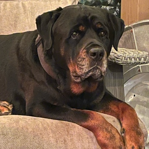 Bear, a Adoptable Rottweiler in Redmond, WA image 3/6