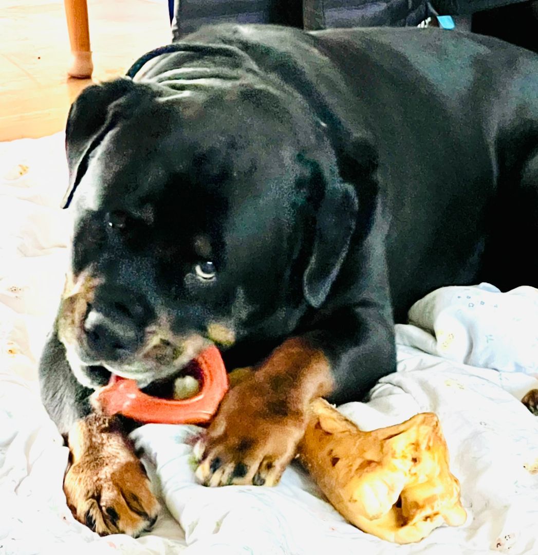 Bear 2