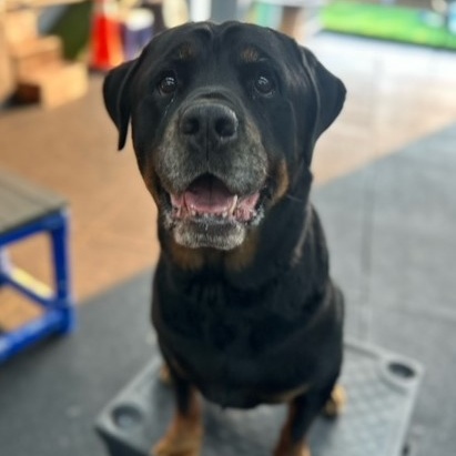 Bear, a Adoptable Rottweiler in Redmond, WA image 4/6